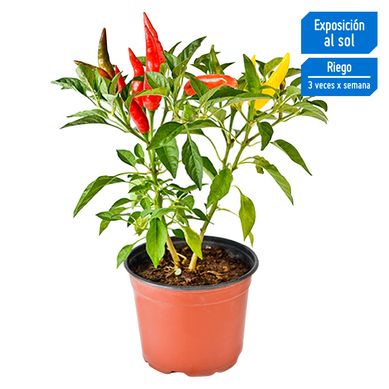 Planta Natural Aj