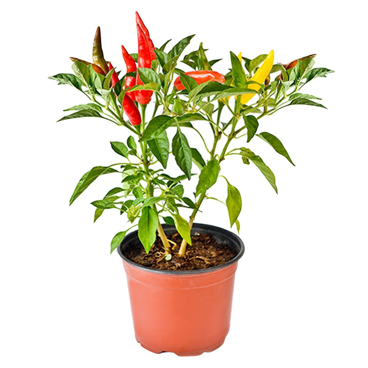 4 ESTACIONES - Planta Natural Ají 12x9cm