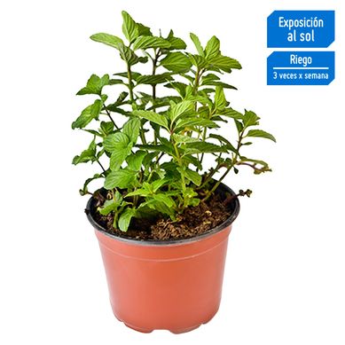 Planta Aromtica Hierbabuena