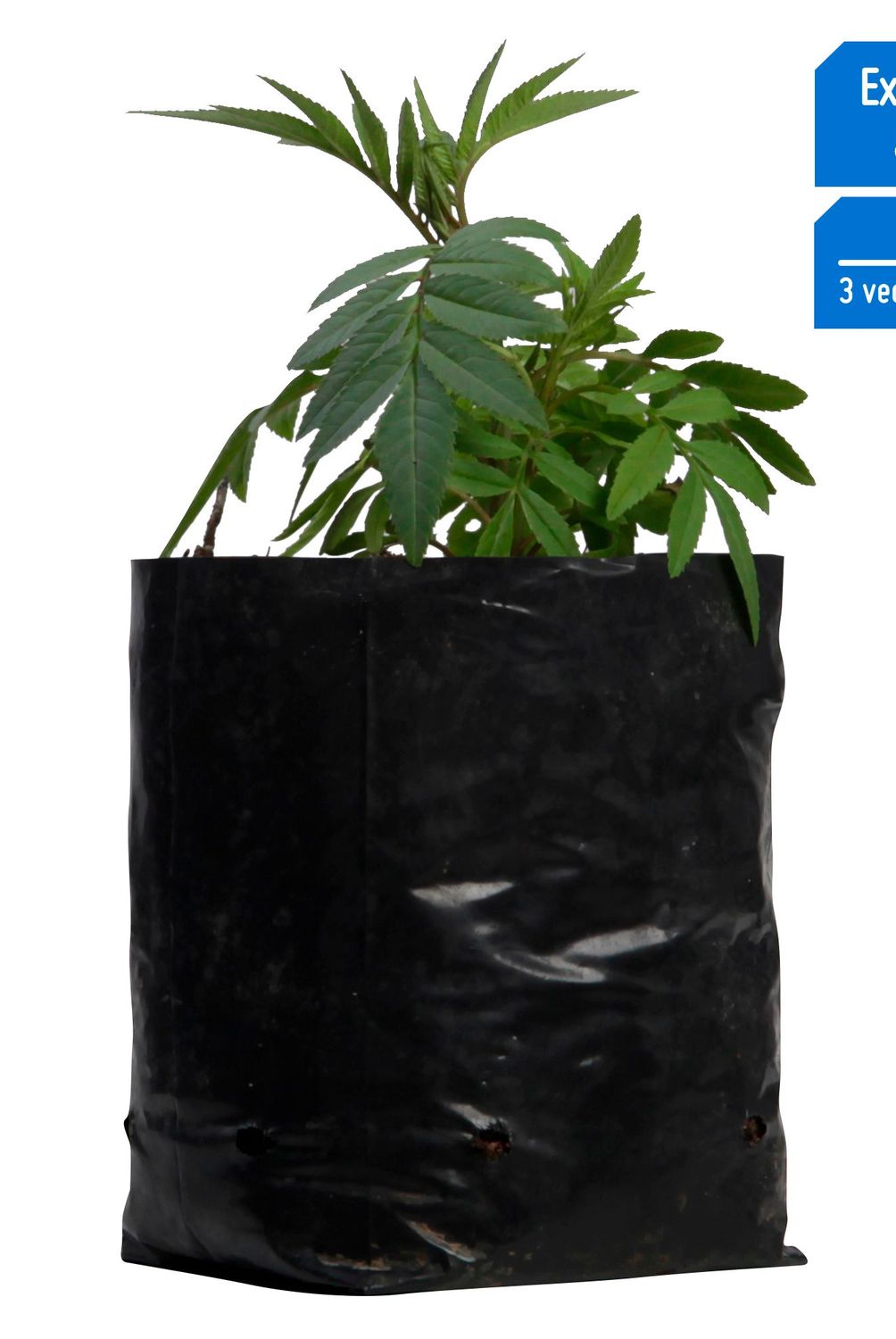 4 ESTACIONES - Planta Aromática Huacatay