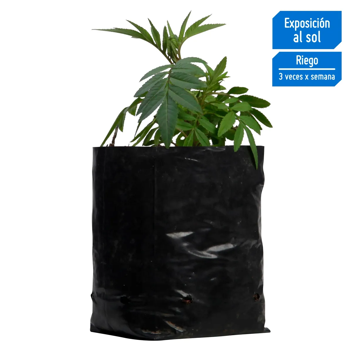 4 ESTACIONES - Planta Aromática Huacatay