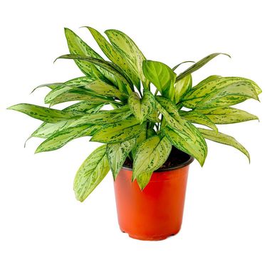 Planta Natural de Interior Aglaonema Silver Queen