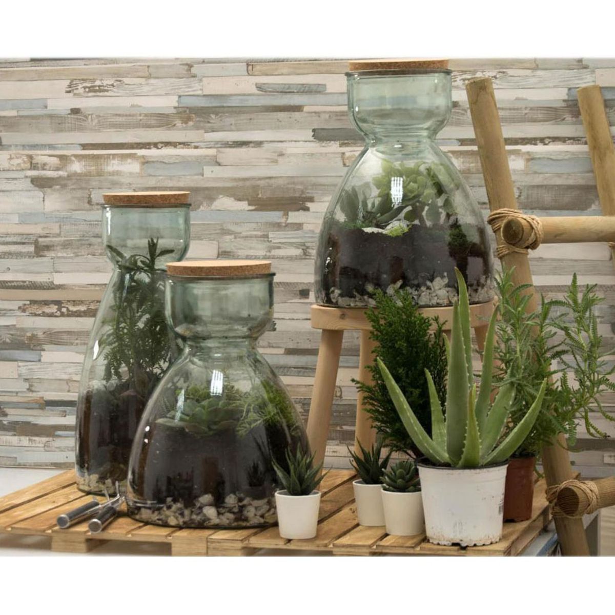 VIDRIOS SAN MIGUEL - Set Terrario Sena Vidrio Transparente 27x34x27cm