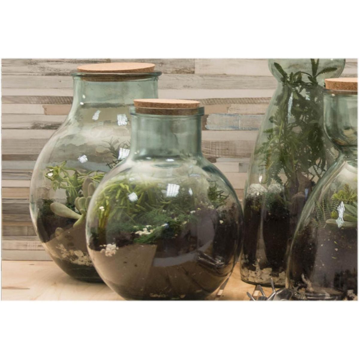 VIDRIOS SAN MIGUEL - Set Terrario Vidrio Transparente 29x36x29cm