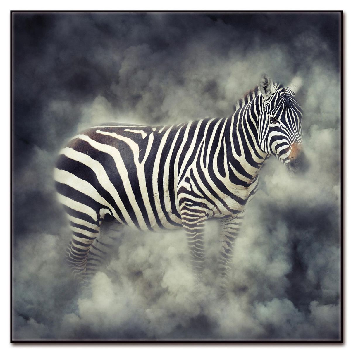 HOMY - Cuadro Acrílico Zebra2 50x50cm