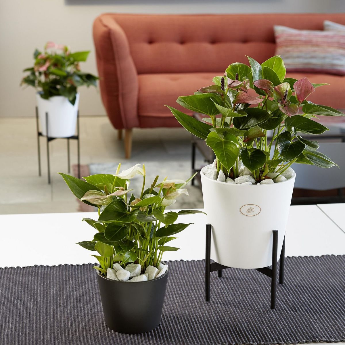 SK - Maceta Dallas Antracita 14cm