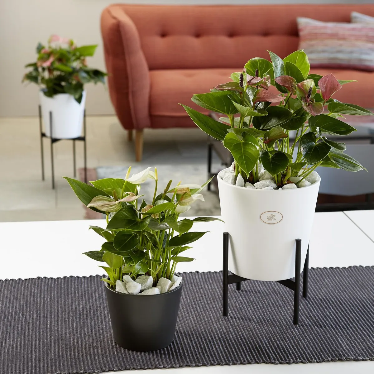 SK - Maceta Dallas Antracita 19cm