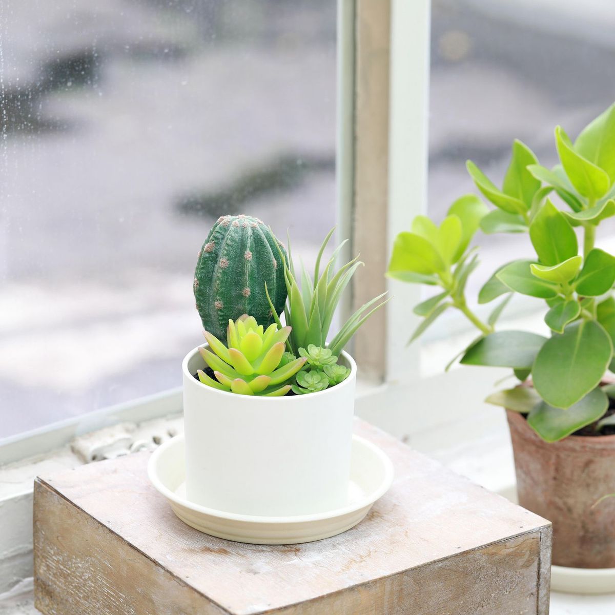 JUST HOME COLLECTION - Cactus Artificial 18cm