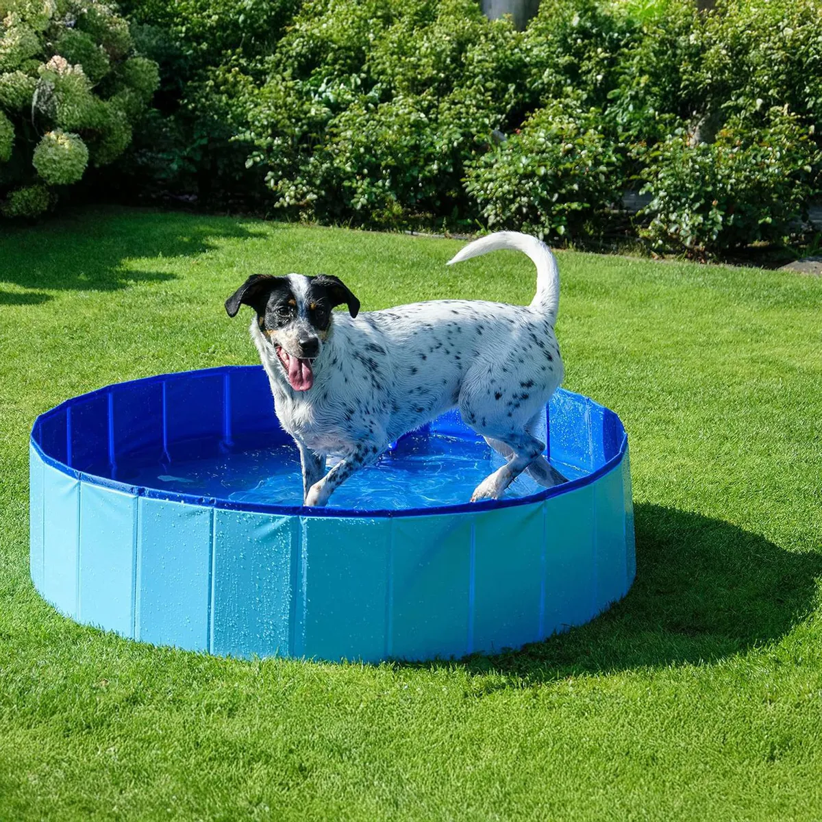 PETIZOOS - Piscina para Perro