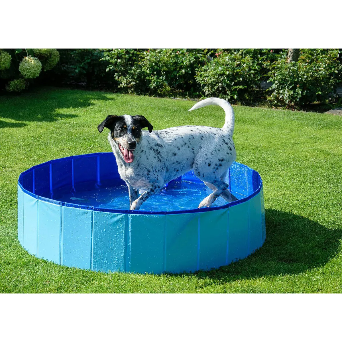 PETIZOOS - Piscina para Perro