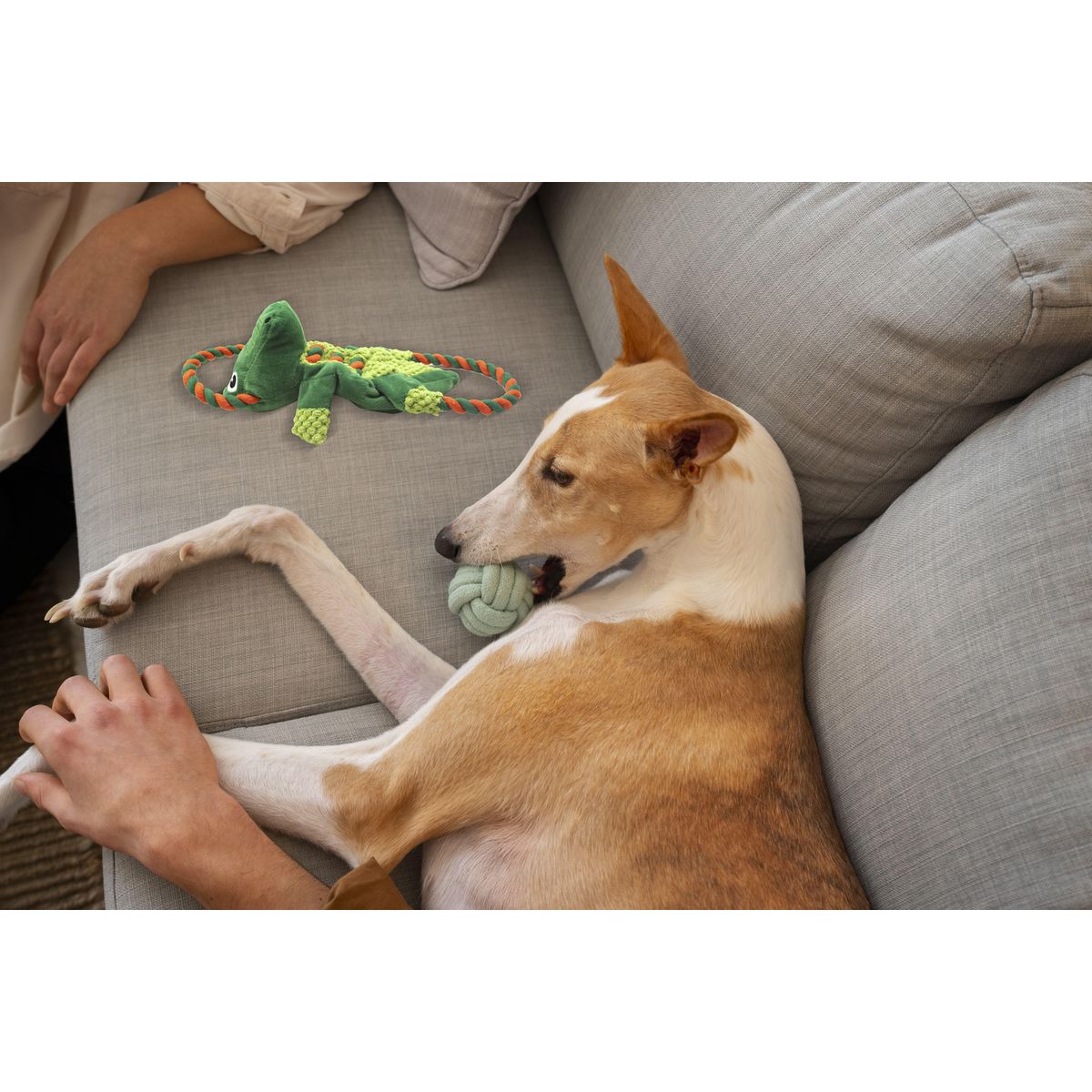 PETIZOOS - Juguete Cocodrilo para Perro