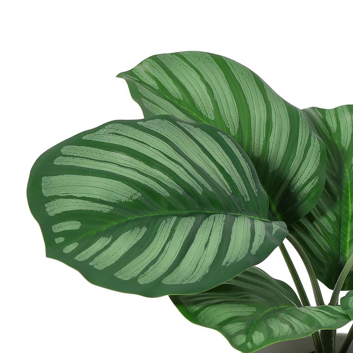 JUST HOME COLLECTION - Planta Artificial Calathea 34x21cm