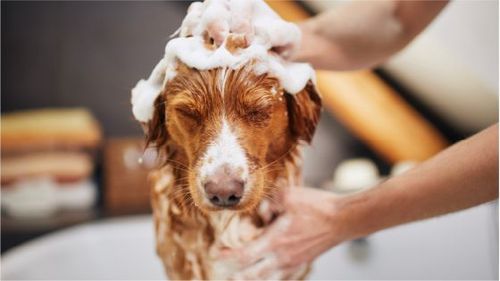 Mascotas, accesorios para perros, perros, gatos, comida para gatos, juguetes para gatos, mascotas, casa para perro, galleta para perro, mordedores