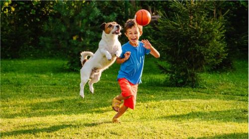 Mascotas, accesorios para perros, perros, gatos, comida para gatos, juguetes para gatos, mascotas, casa para perro, galleta para perro, mordedores
