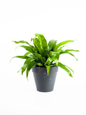 Asplenium ozaka liso P15