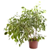 Ficus golden king P24