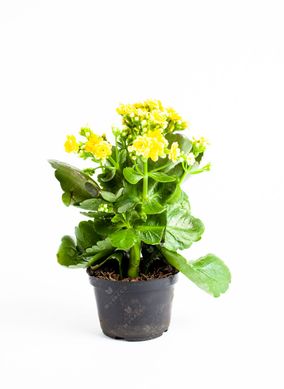 Kalandiva kalanchoe doble