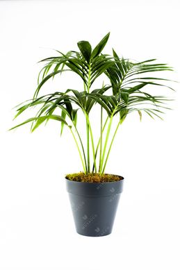 Kentia P24