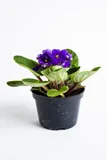 Violeta africana