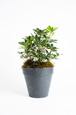 Pittosporum nana mediano