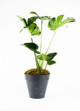 Monstera P24