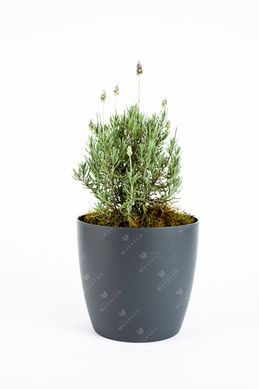 Lavanda chica 2 L