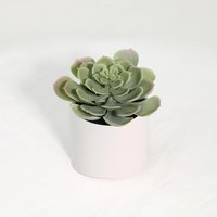 Planta artificial suculenta 18 cm