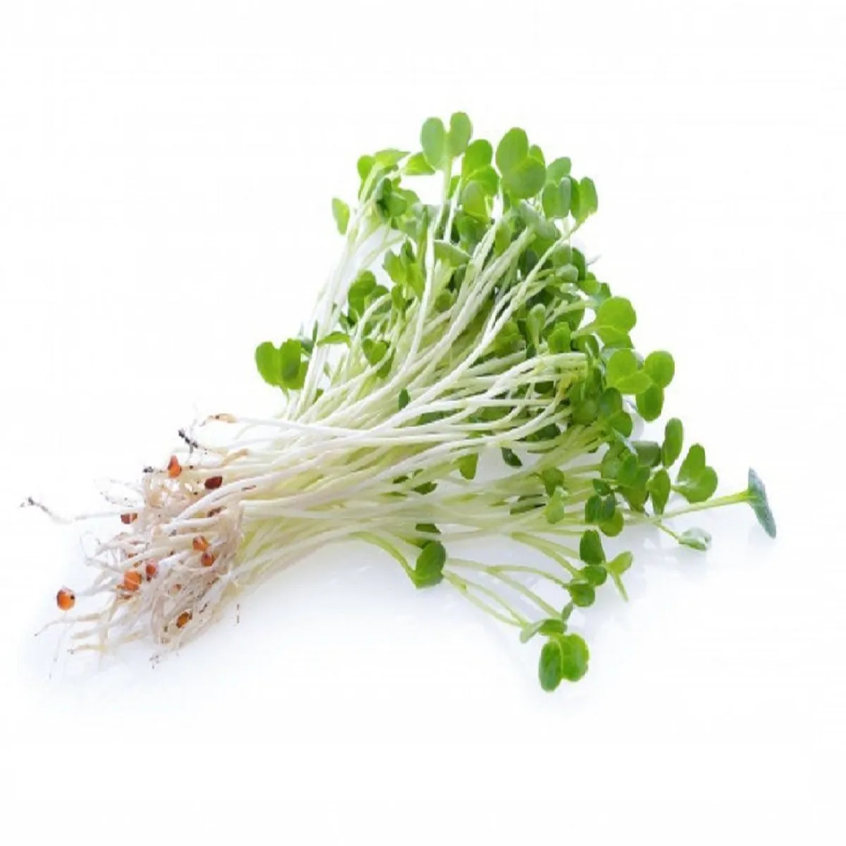 VERDURAS - Brote de Alfalfa Envasado 150 g