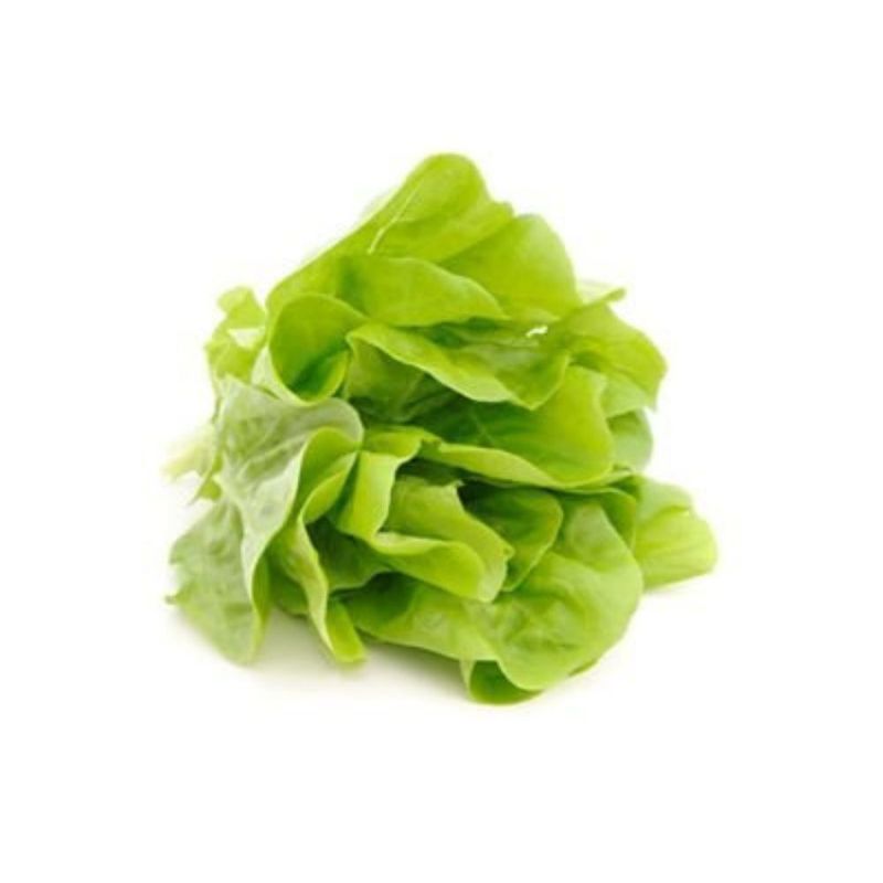 VERDURAS - Lechuga Hidropónica Verde
