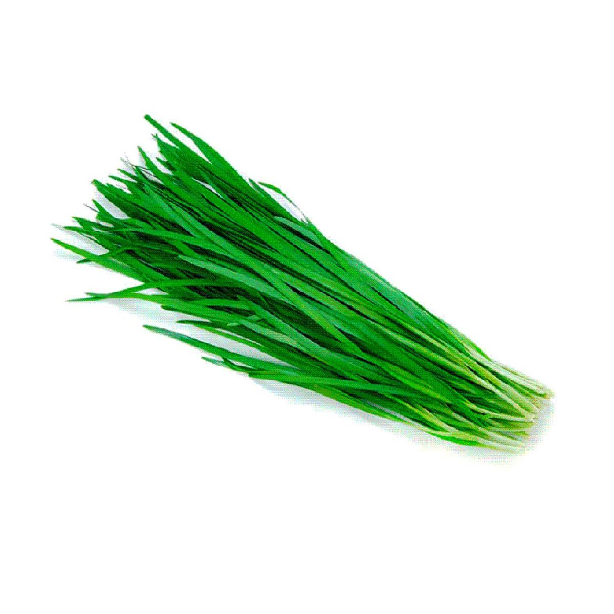 VERDURAS - Ciboulette Oriental