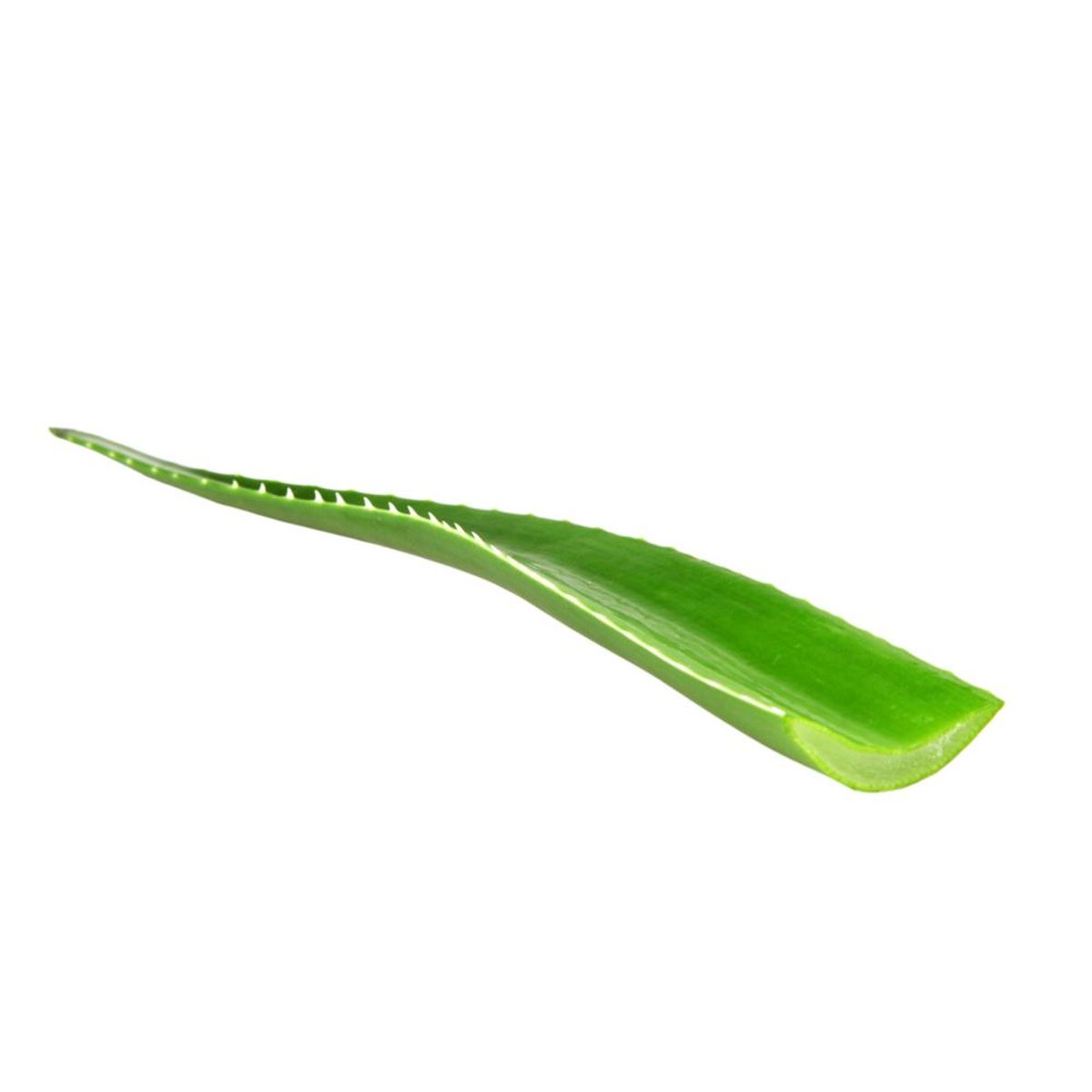 VERDURAS - Hoja de Aloe Vera
