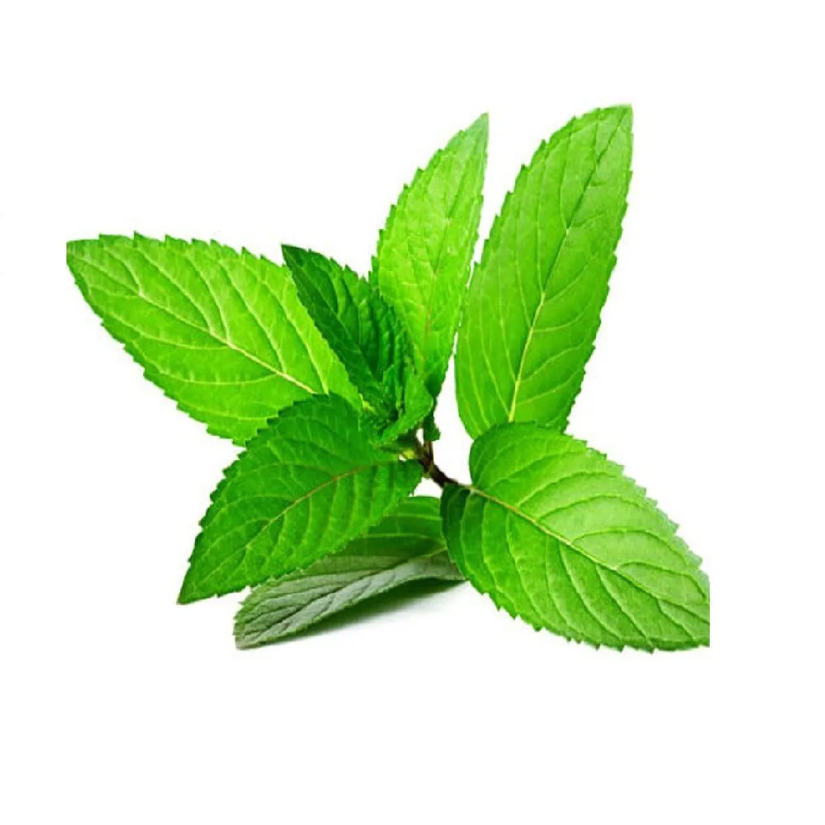 VERDURAS - Hierbabuena Envasada 30 g