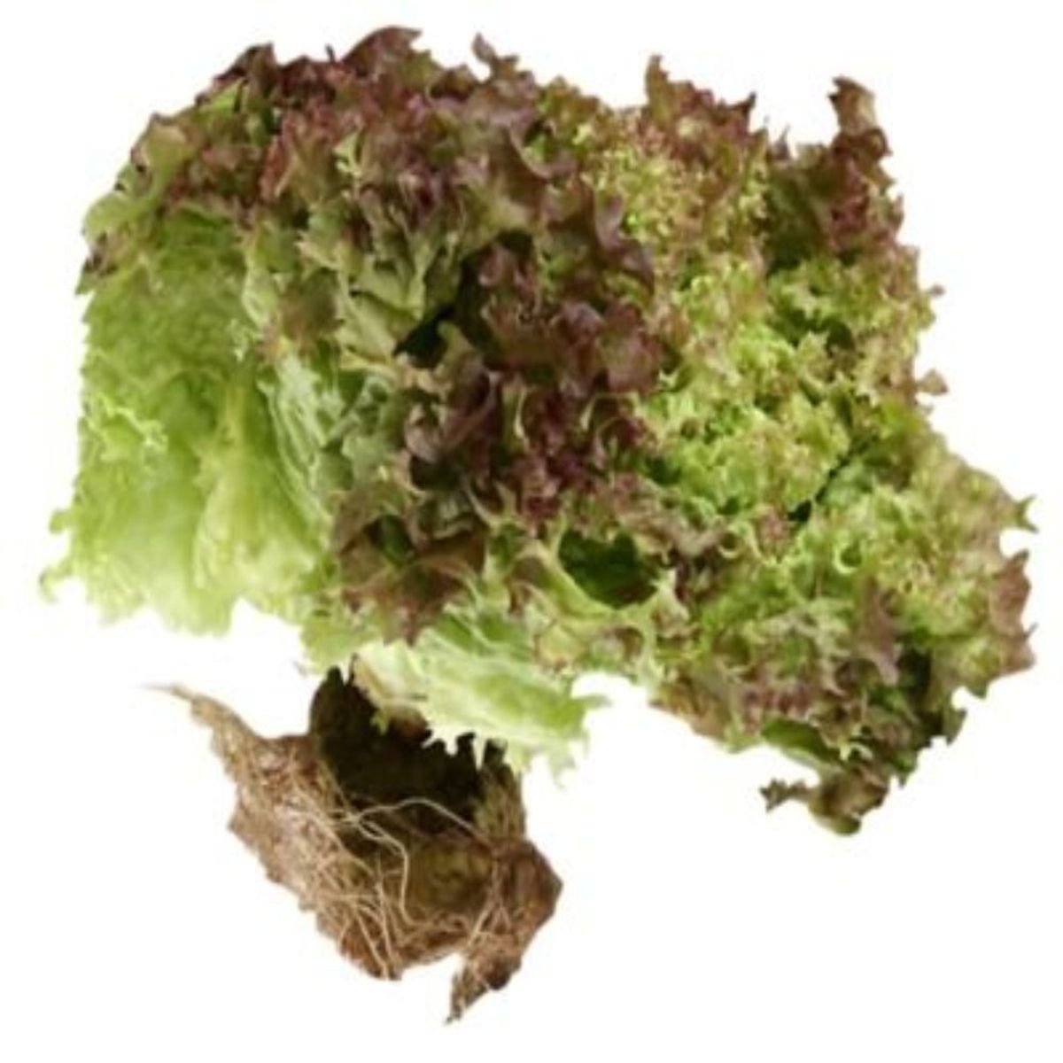 VERDURAS - Hojas Lollo Bionda Envasada 150 g