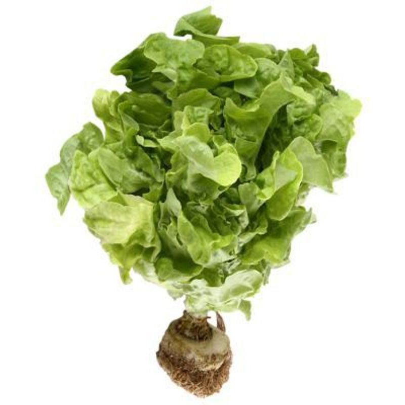 VERDURAS - Lechuga Hidropónica Roja