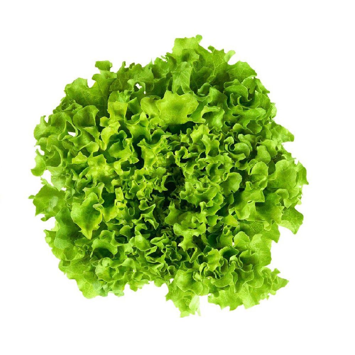 VERDURAS - Lechuga Hidropónica Llollo Bionda