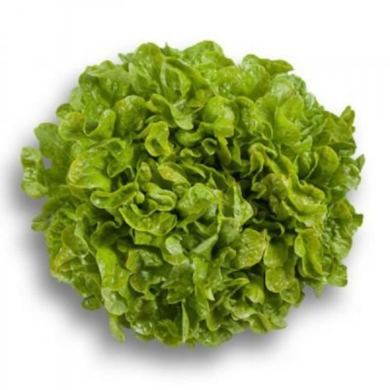 VERDURAS - Lechuga Hidropónica Llollo Rosa