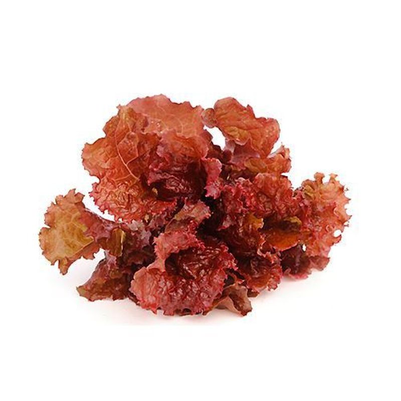 VERDURAS - Lechuga Marina Roja