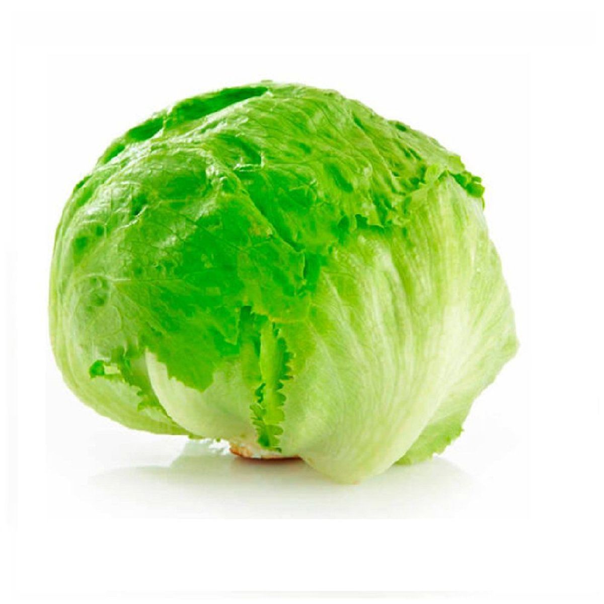 TOTTUS - Lechuga Escarola