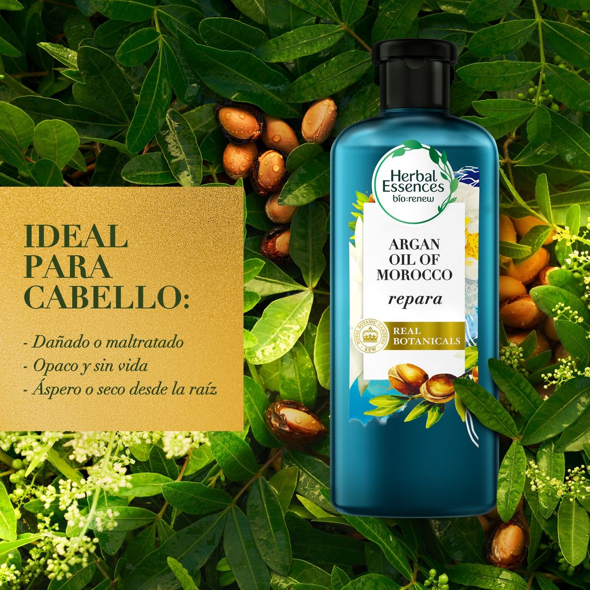 HERBAL ESSENCES - Kit Cuidado del Cabello Shampoo + Acondicionador Bio:Renew Argan Oil Of Morocco