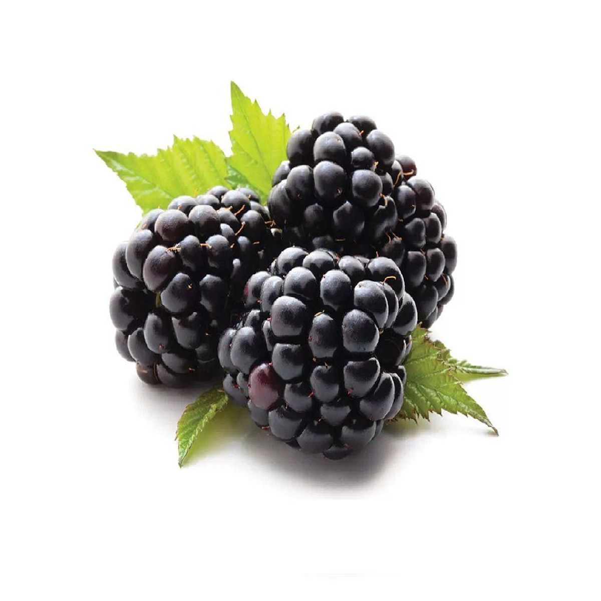 FRUTAS - Mora en Pote 70 g