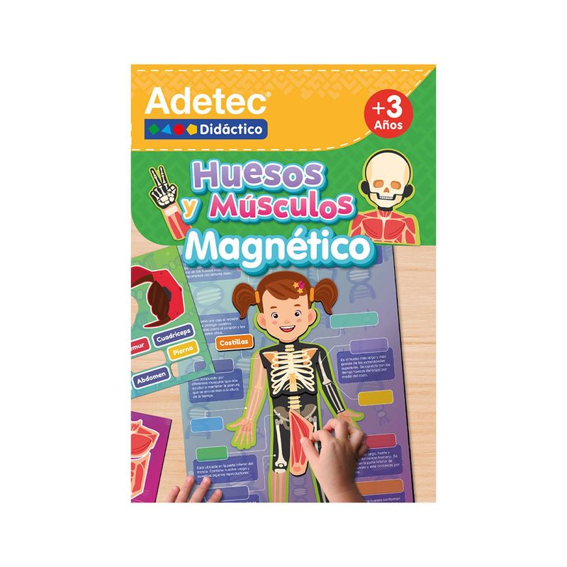ADETEC - LAM. MAGN. INTERACTIVAS HUESOS Y MUSCULOS