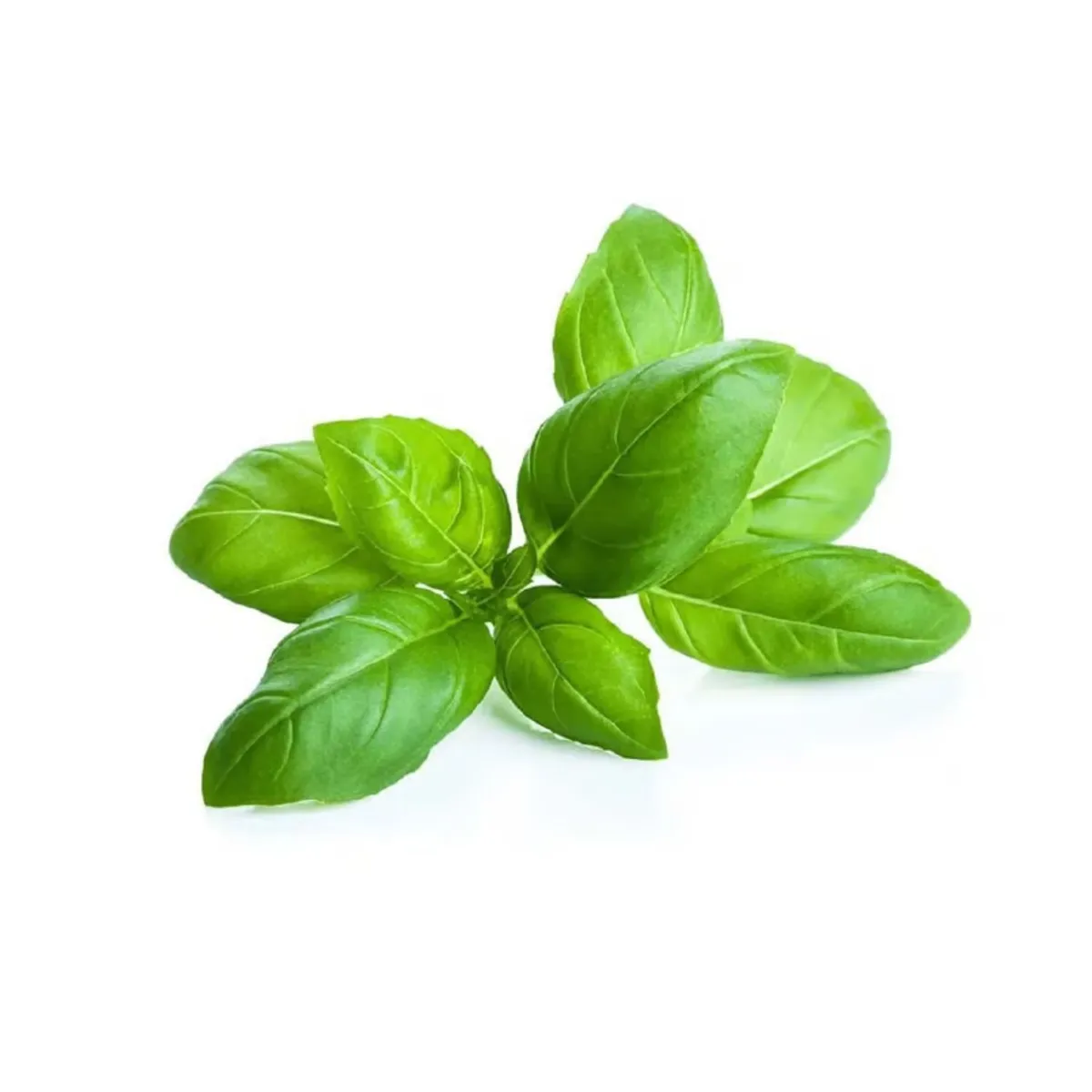 VERDURAS - Albahaca Selección Envasada 30 g