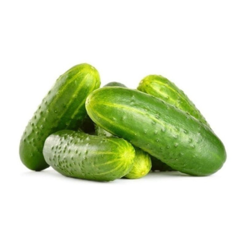  - Pepino Árabe Bandeja Hidro Huerta 240 g