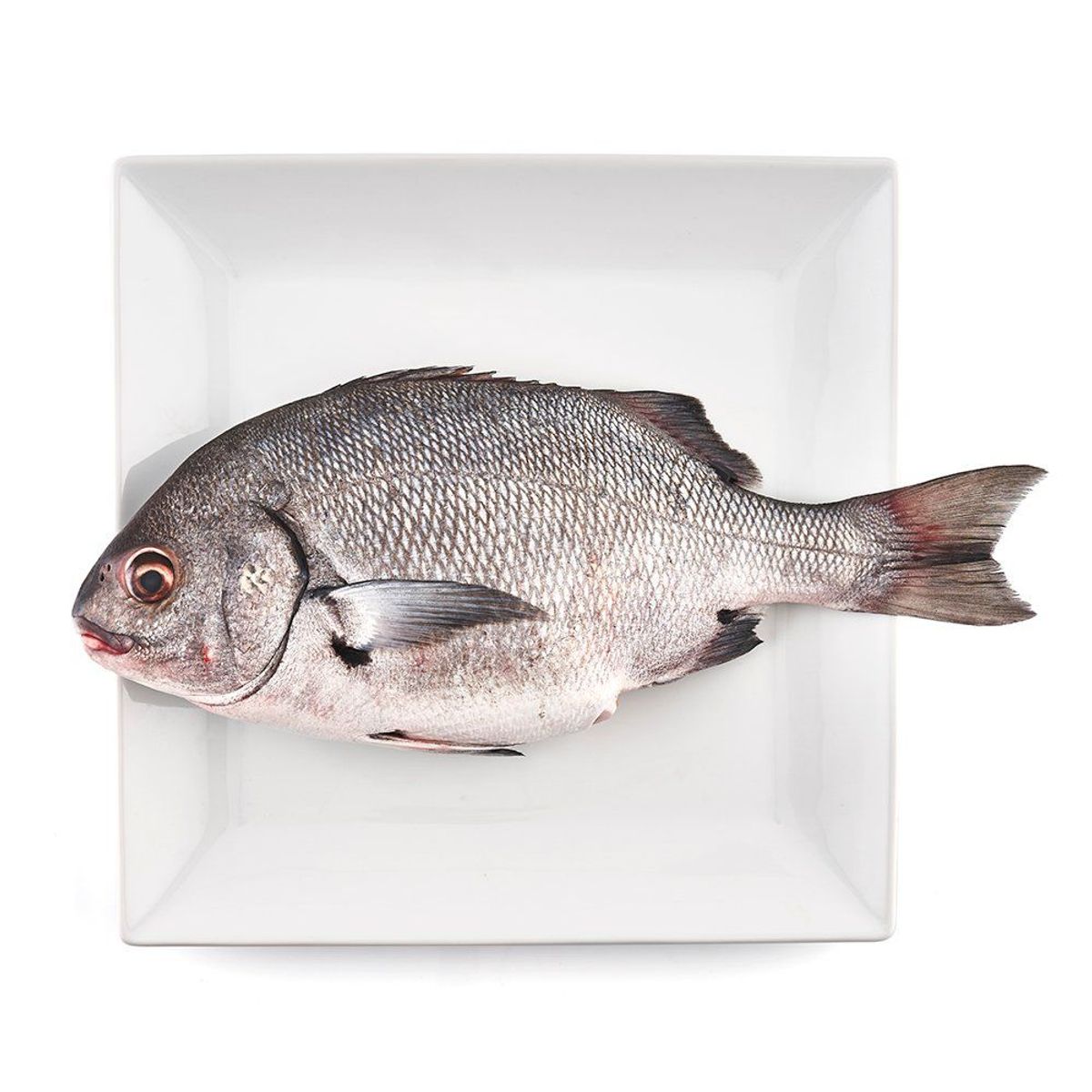 TOTTUS - Chita Entera Fresca x kg