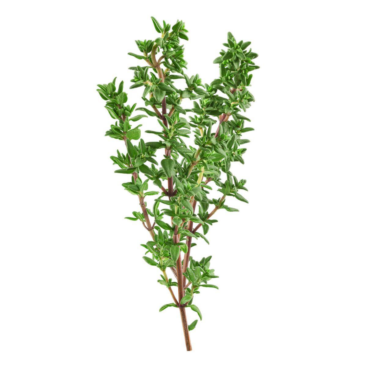 TOTTUS VERDURAS - Tomillo Tottus