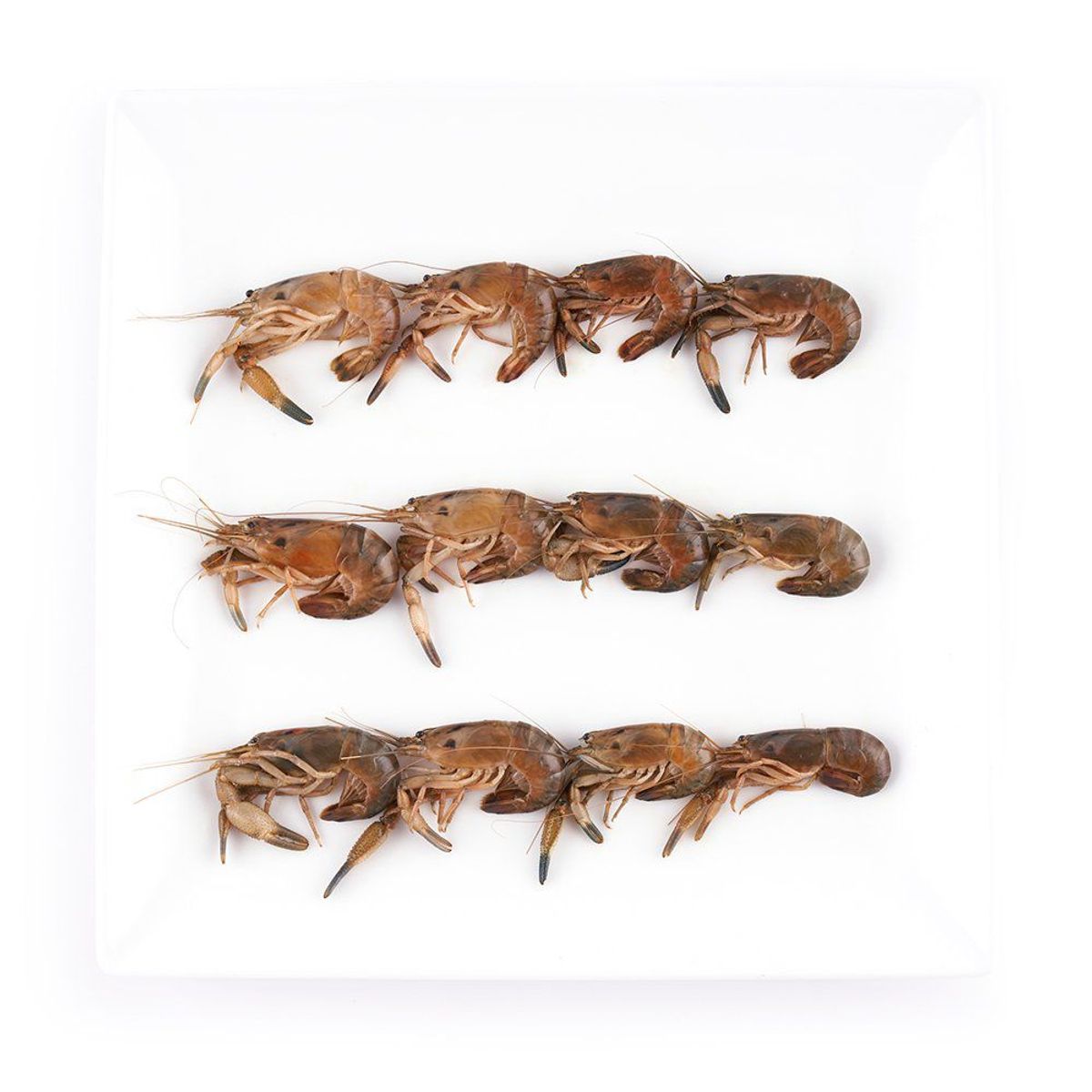 TOTTUS - Camarones Medianos Frescos x kg