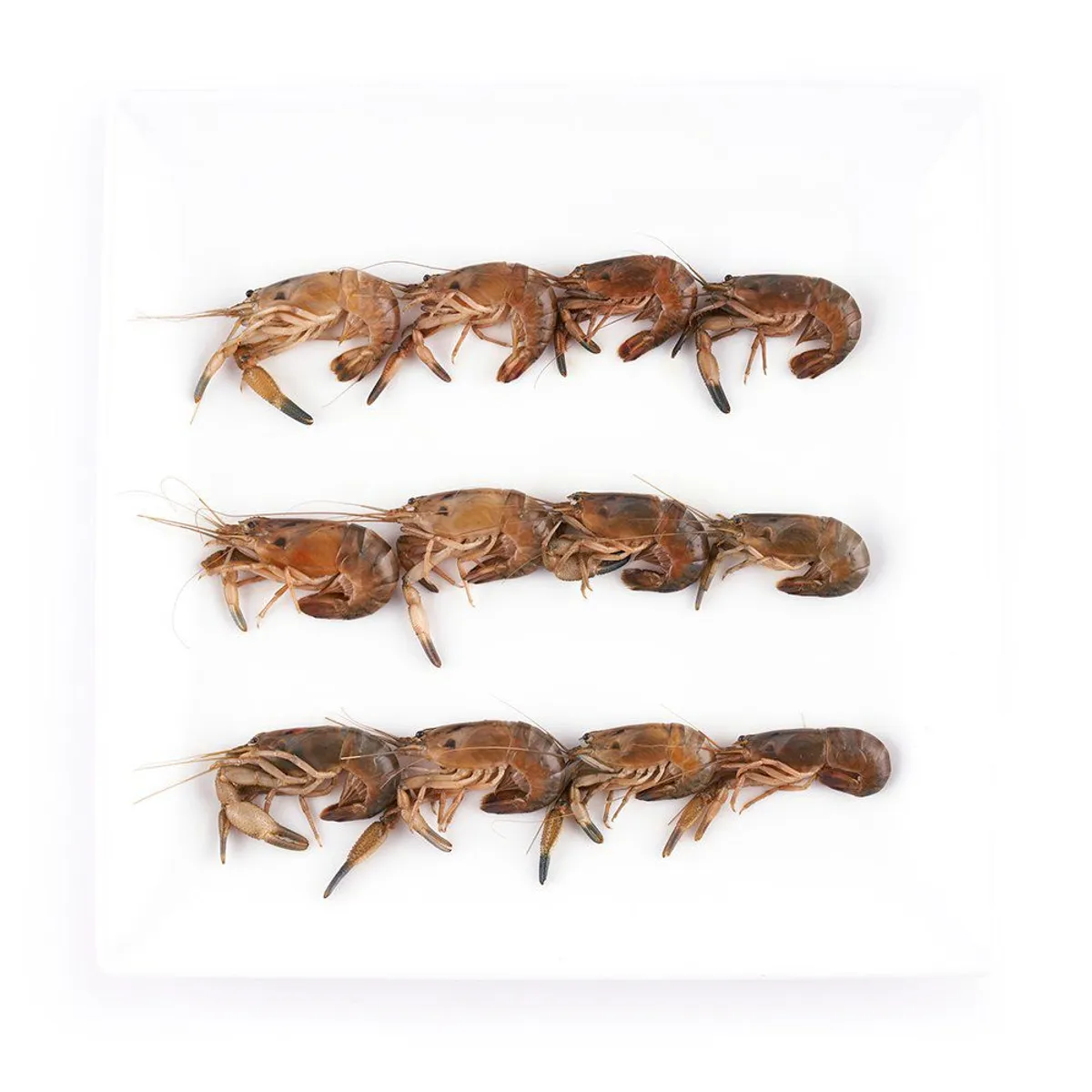 TOTTUS - Camarones Medianos Frescos x kg