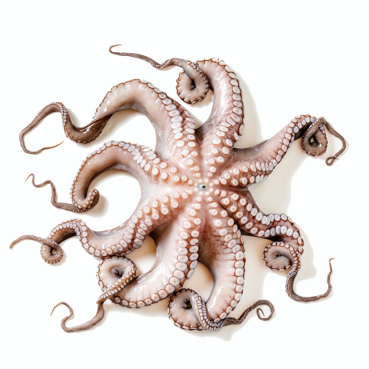 TOTTUS - Pulpo Entero Fresco x kg