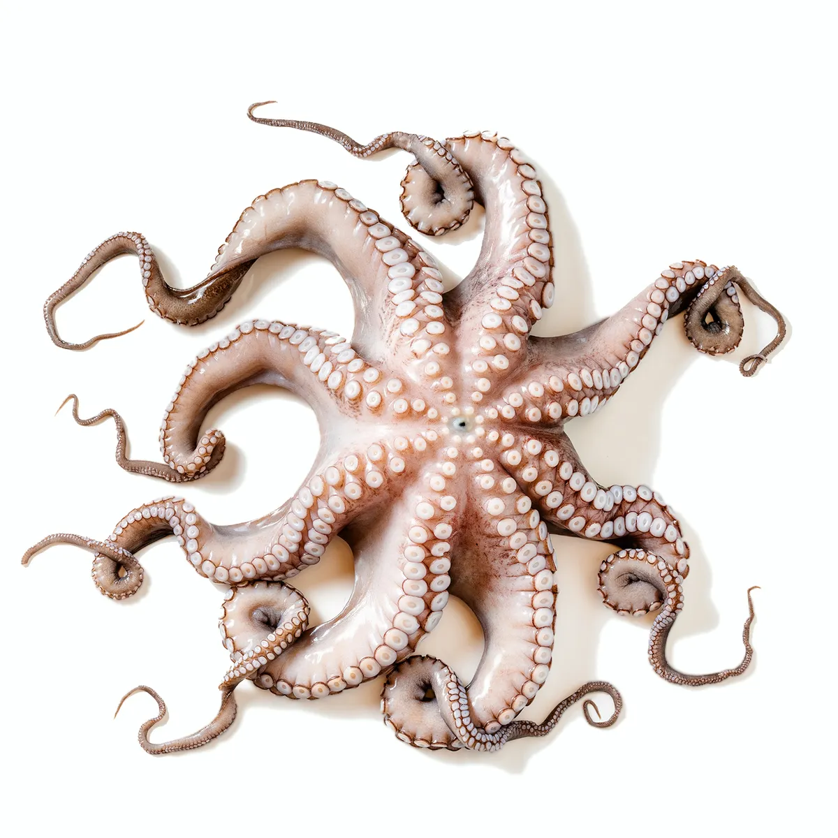 TOTTUS - Pulpo Entero Fresco x kg