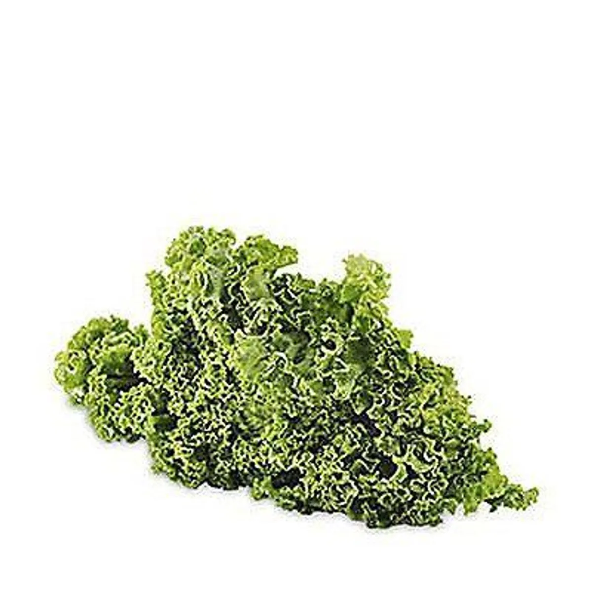 TOTTUS - Lechuga Crespa Tottus